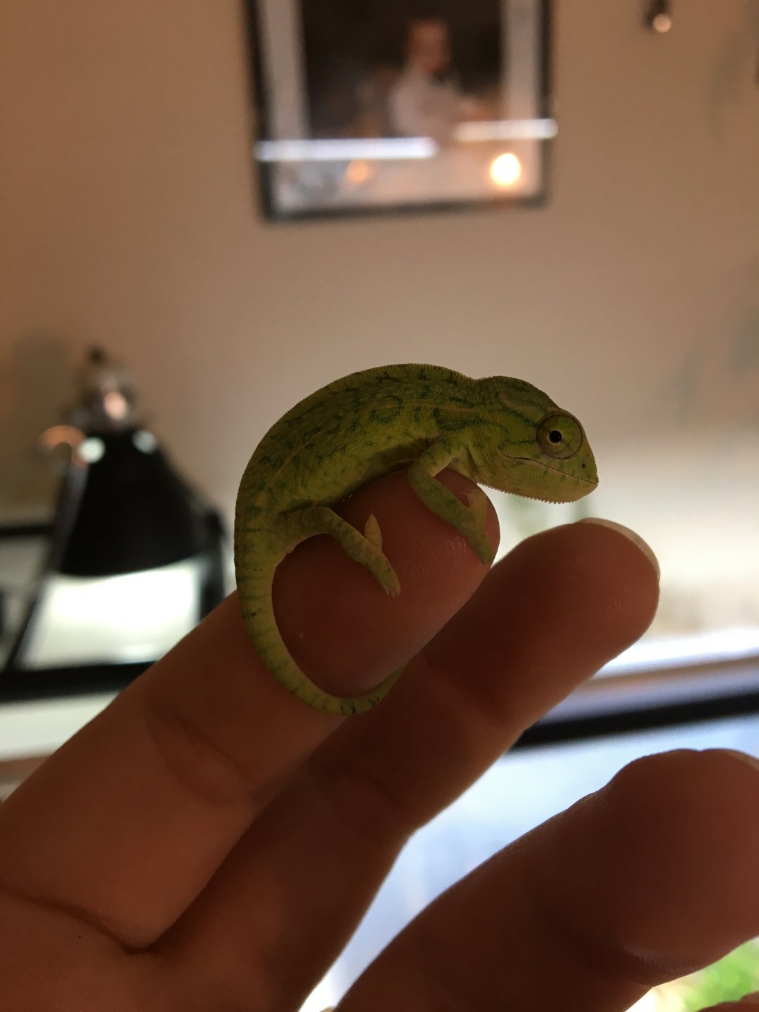 Furcifer lateralis hatchling