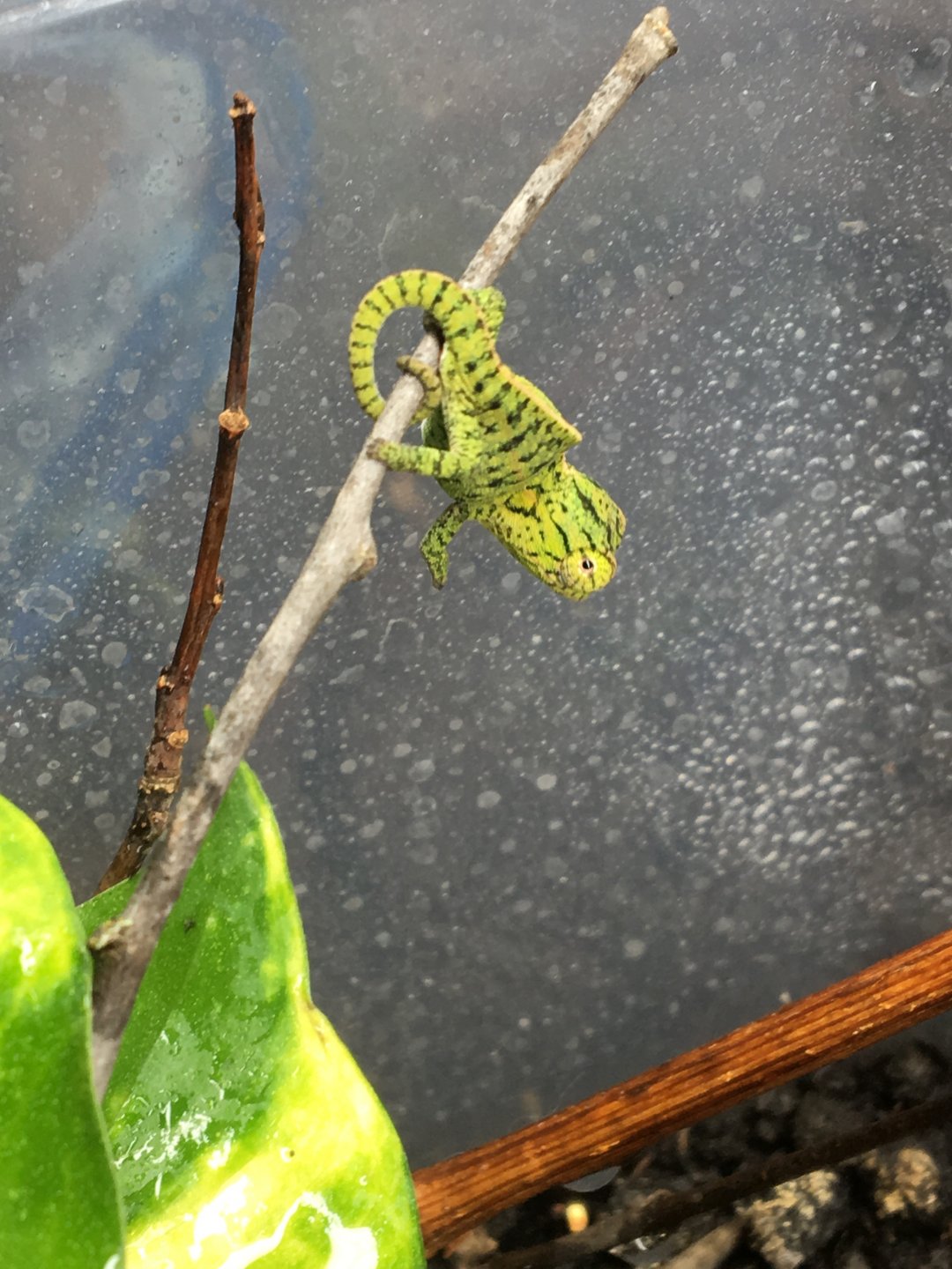 Furcifer lateralis hatchling