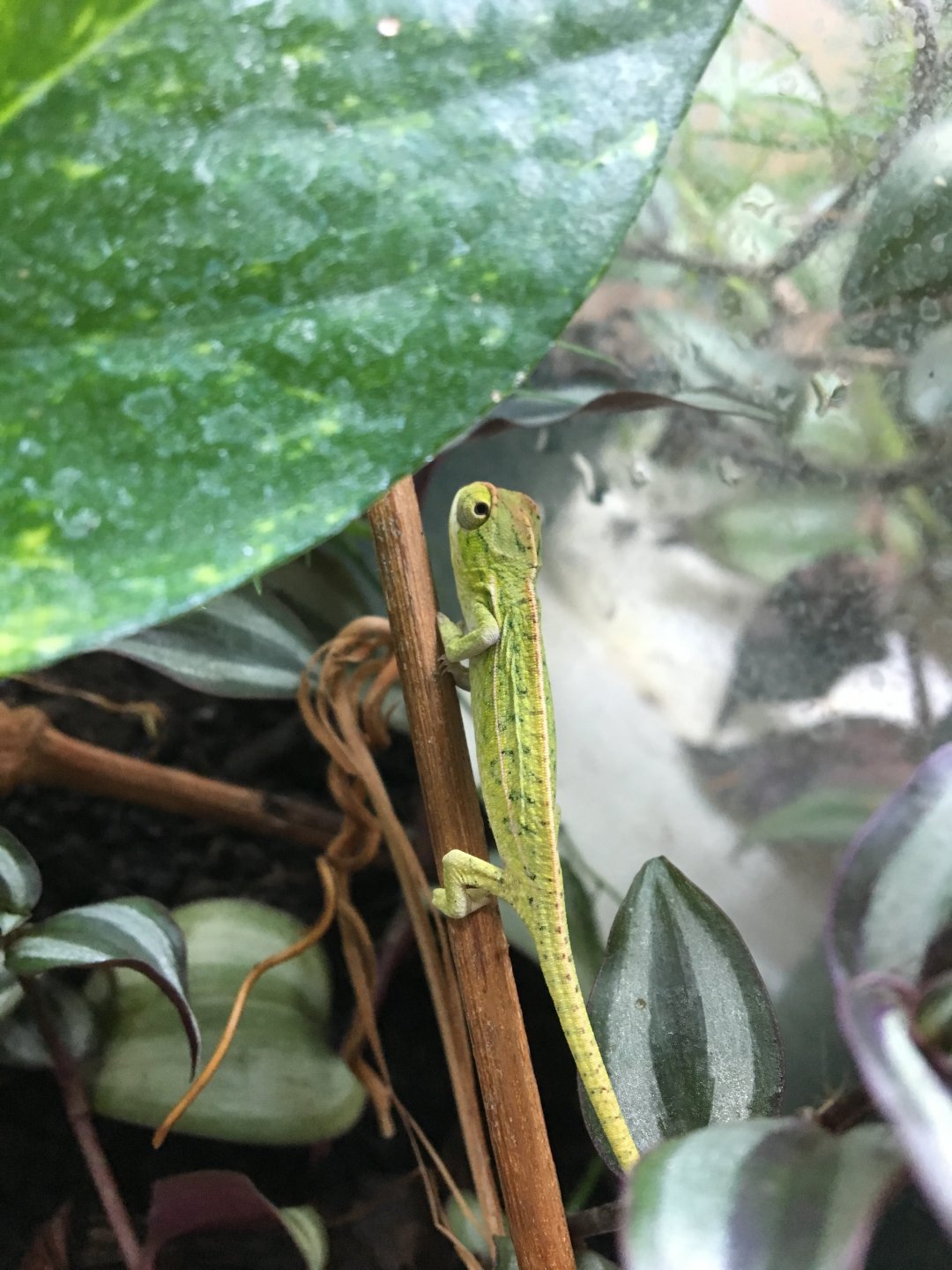 Furcifer lateralis hatchling