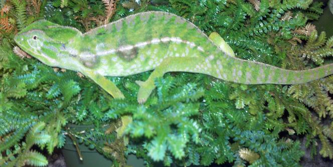 Furcifer Lateralis Major