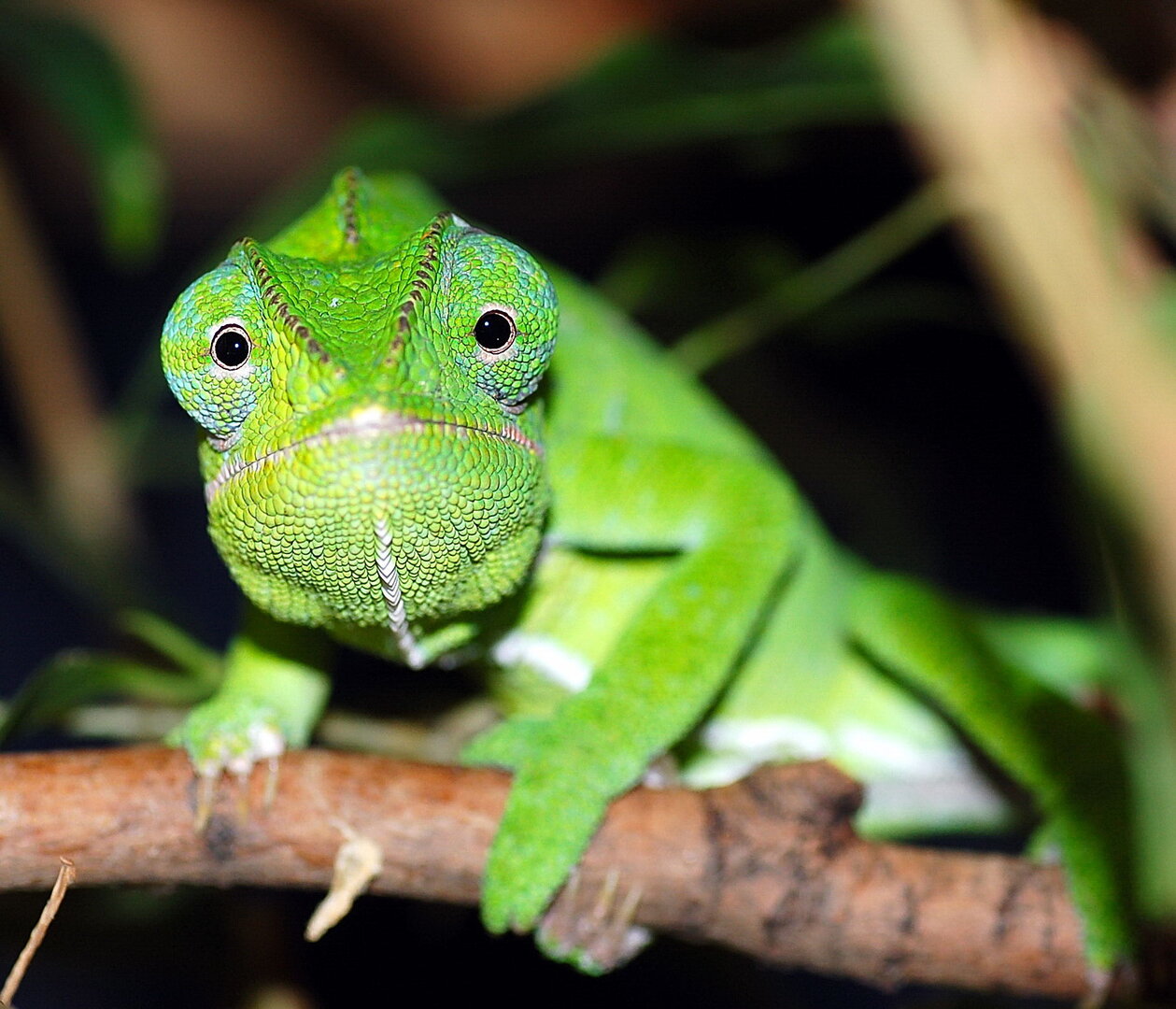 Furcifer major