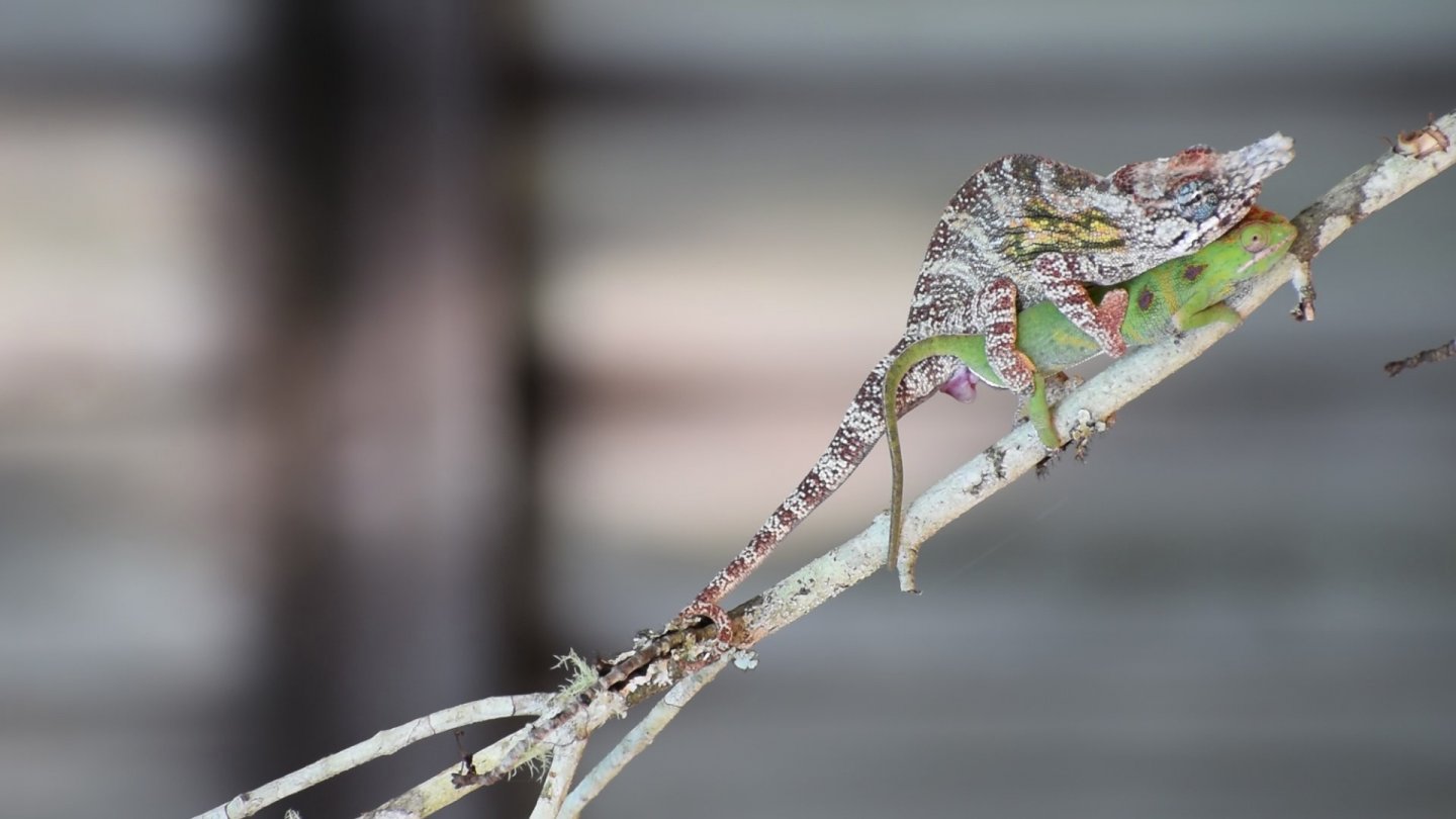 Furcifer minor - breeding