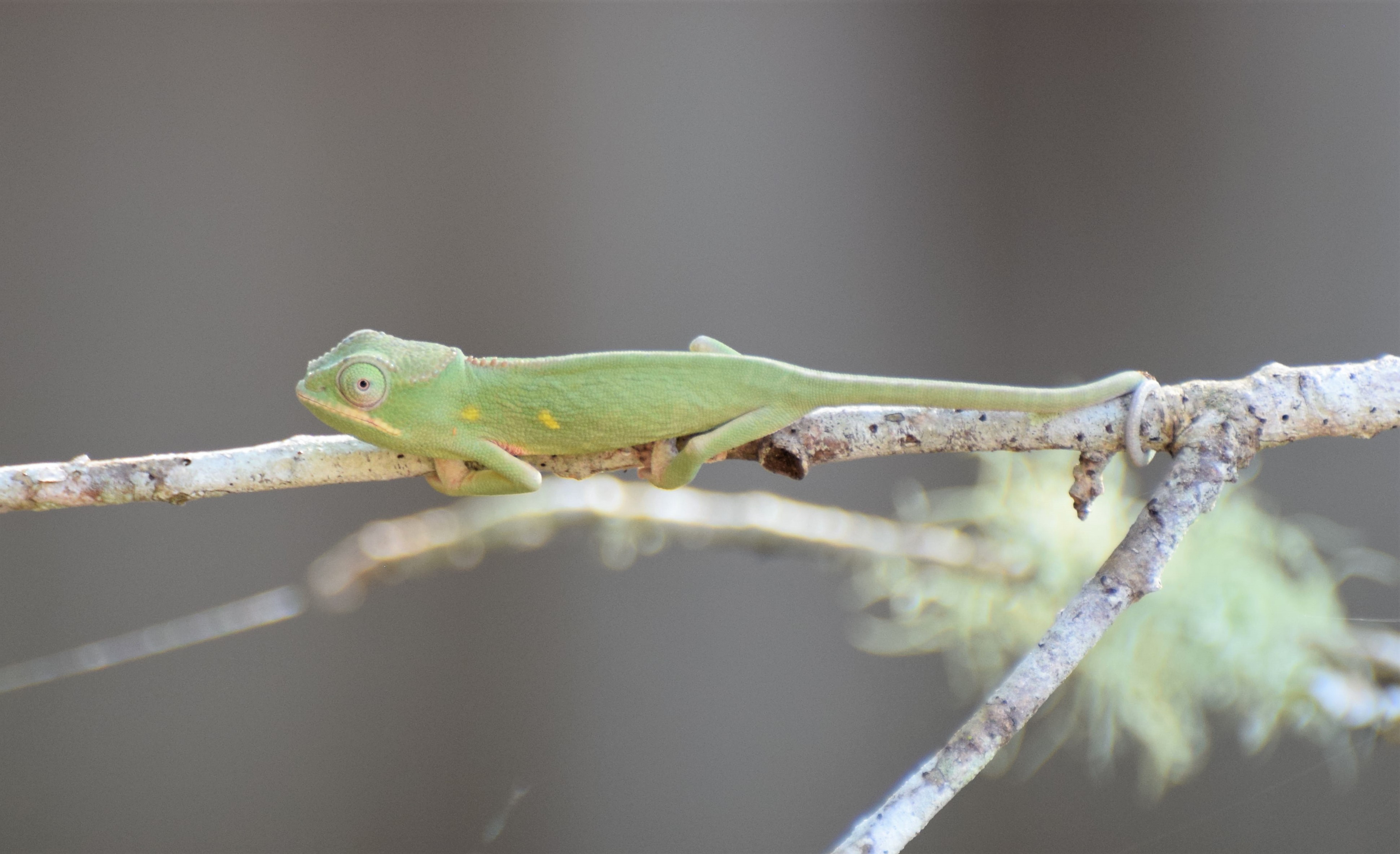 Furcifer minor - female 3 mos old.JPG