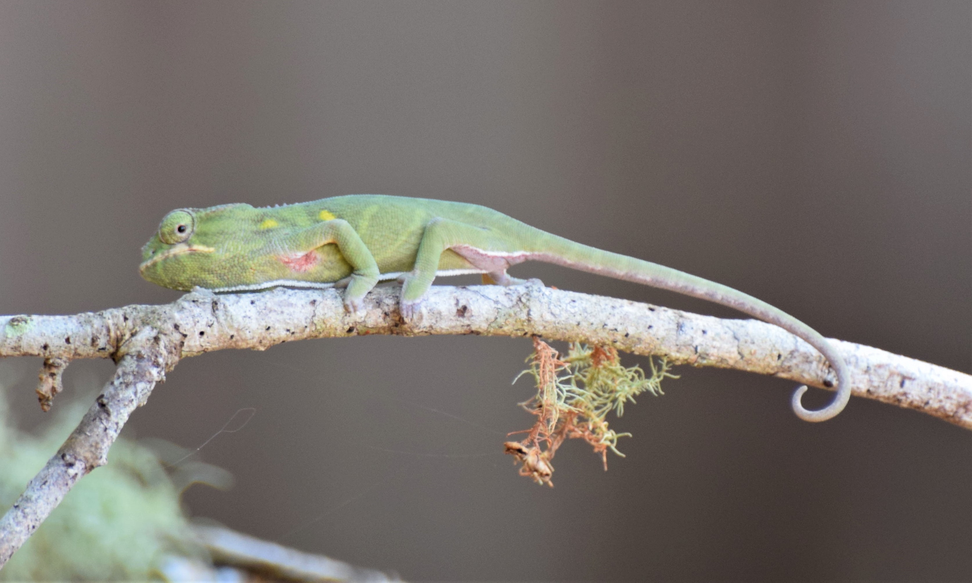 Furcifer minor - female 3 mos old2.JPG