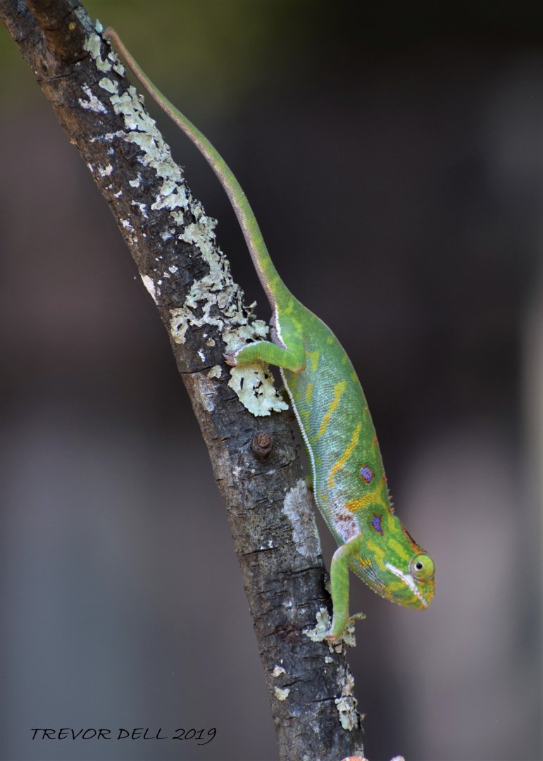 Furcifer minor - female in neutral coloration