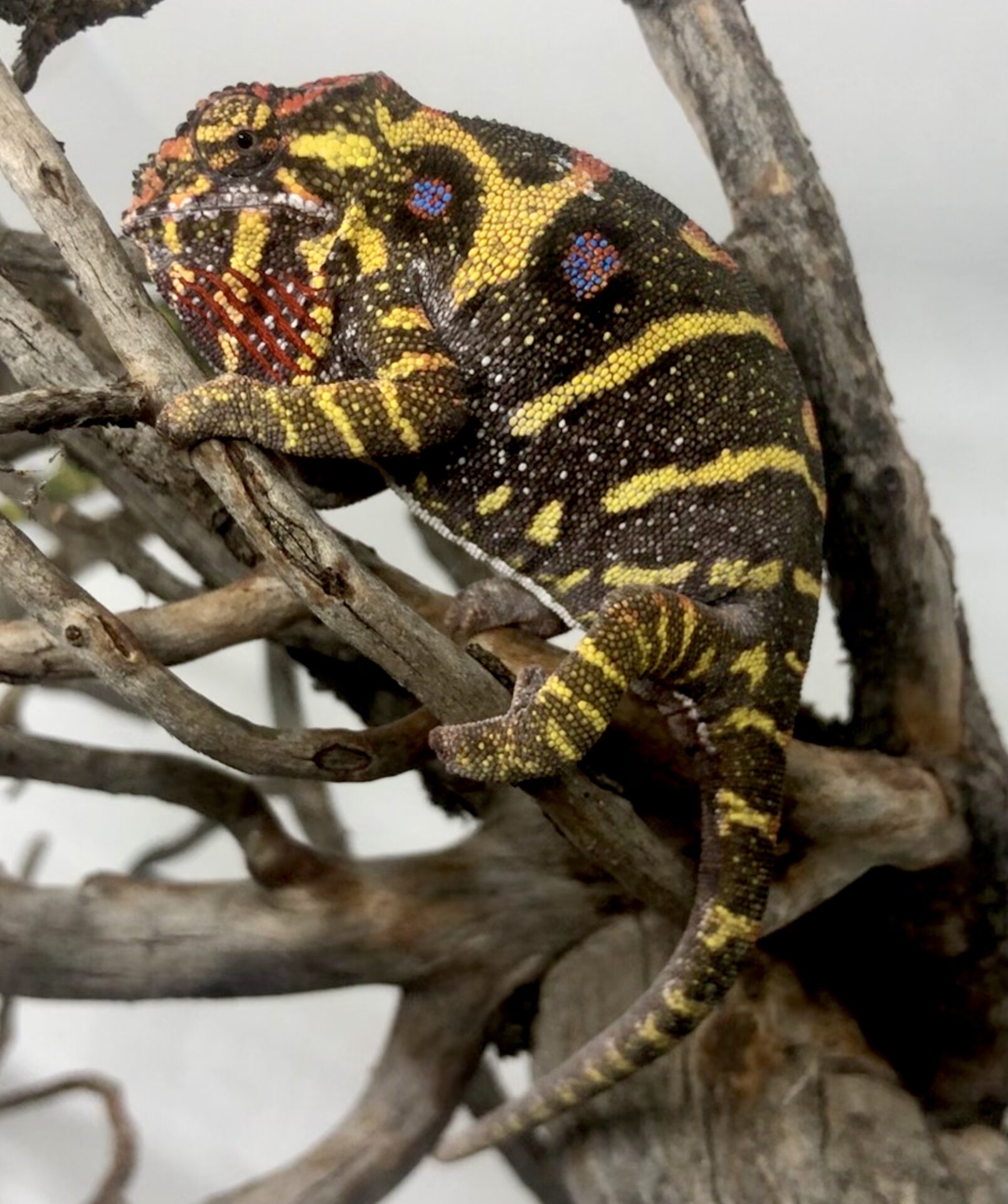 Furcifer minor female on a branch