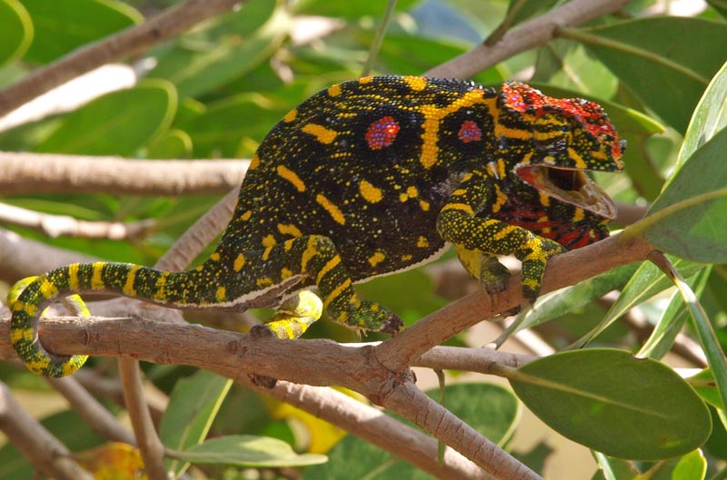 Furcifer Minor Female