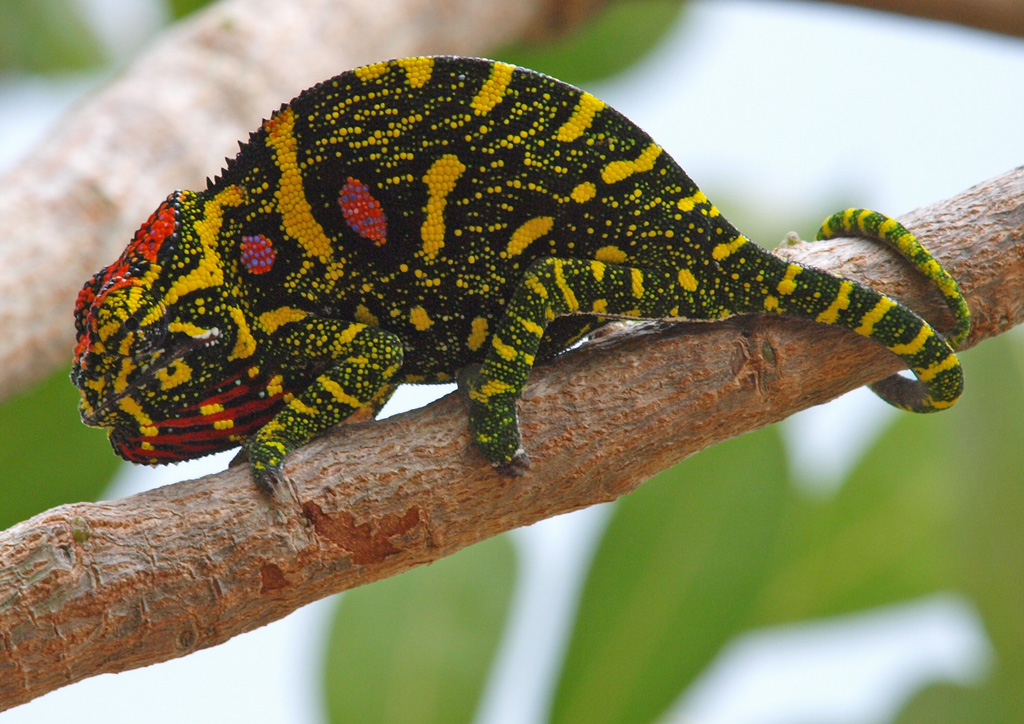 Furcifer Minor, Female