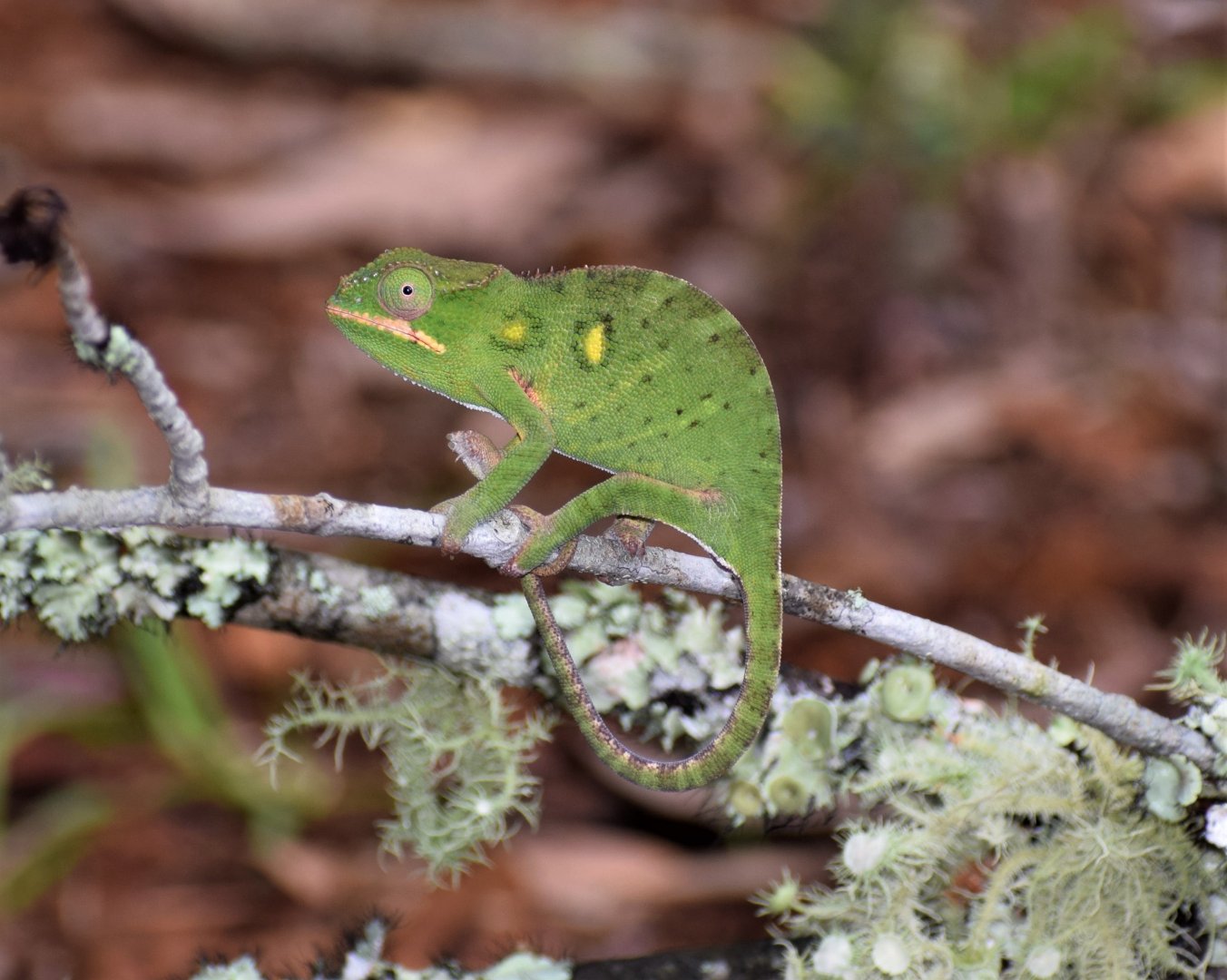 Furcifer minor - female
