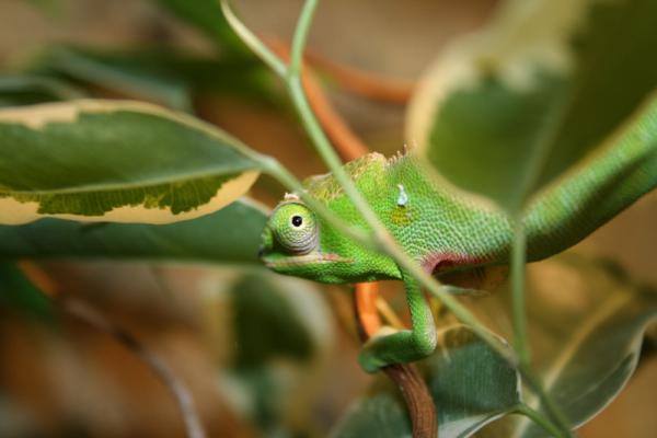 Furcifer minor female