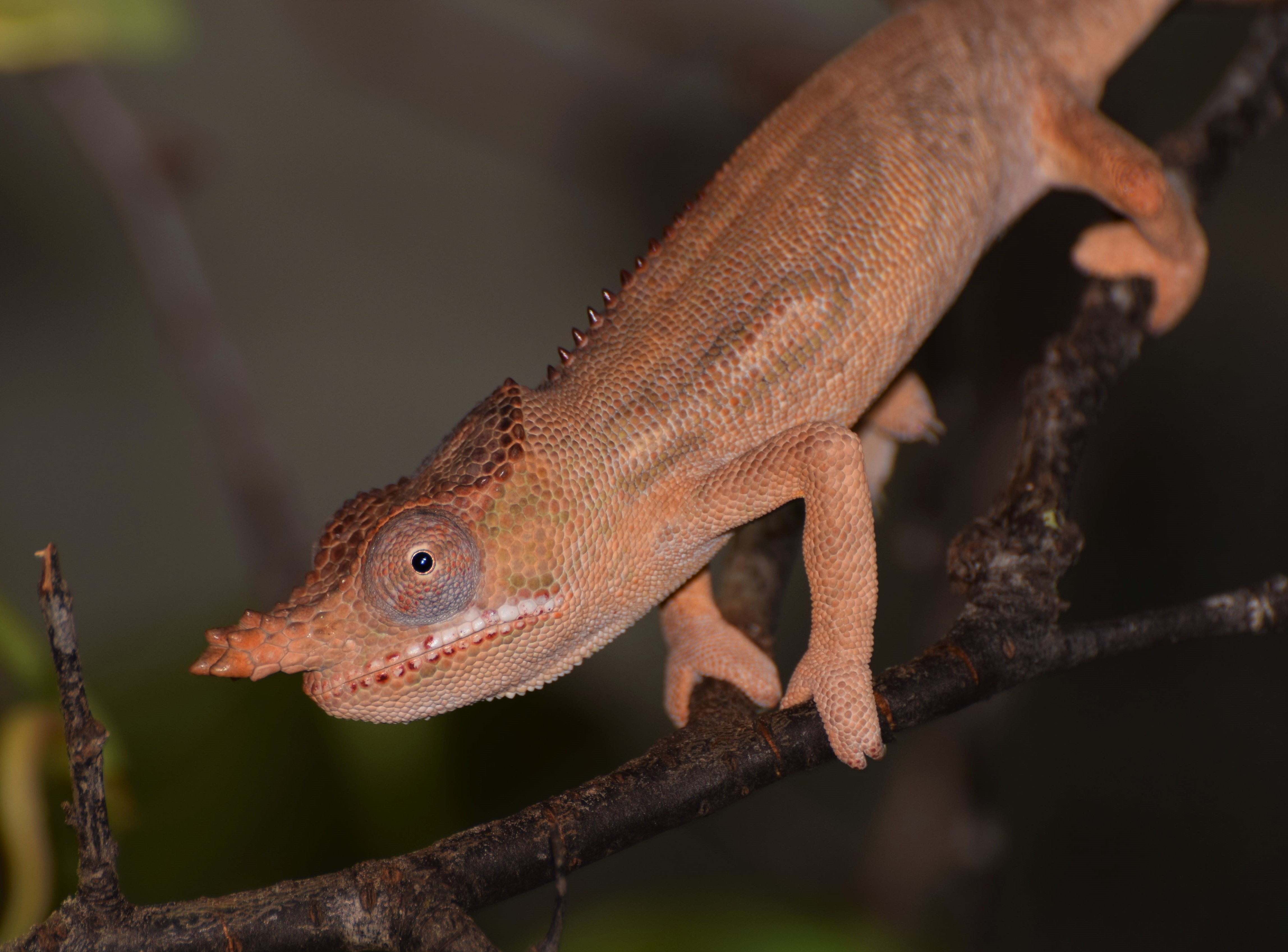 Furcifer minor - male 9 mos old.JPG