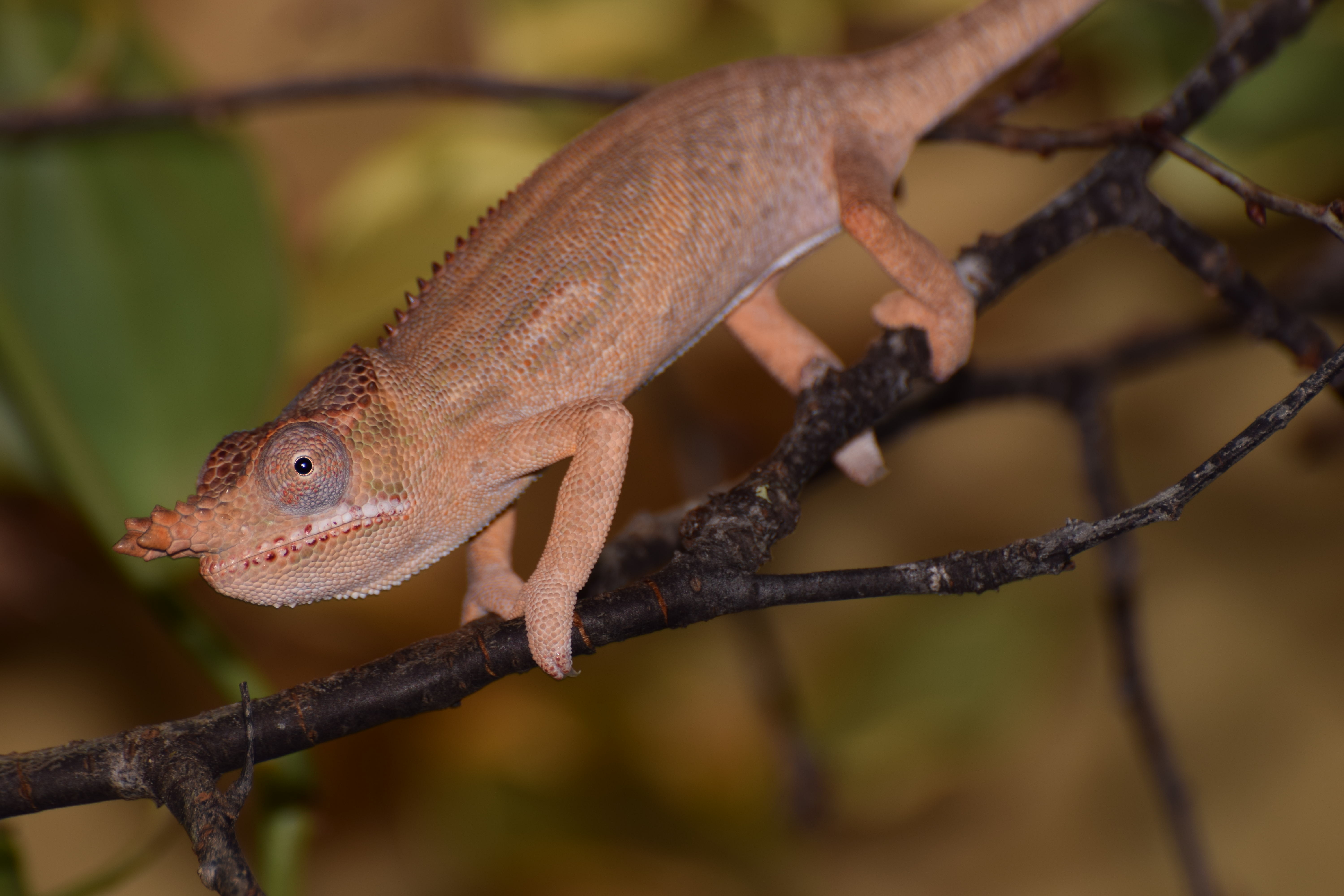 Furcifer minor - male 9 mos old2.JPG