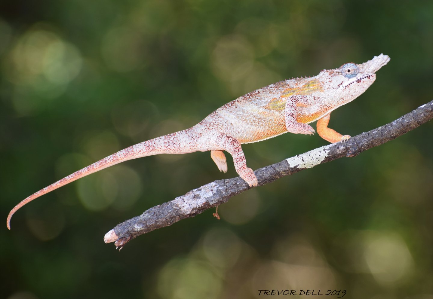Furcifer minor male
