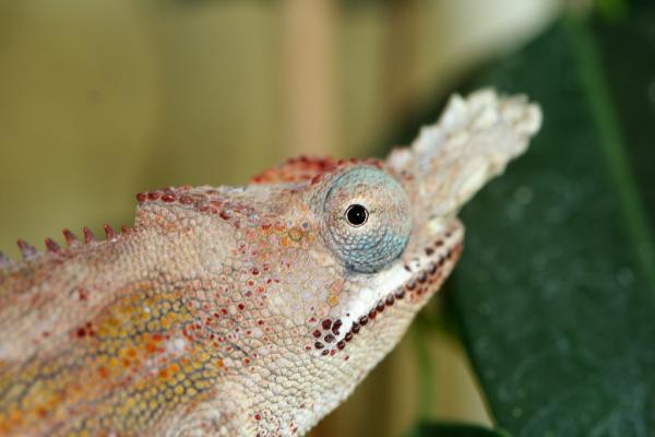 Furcifer minor male