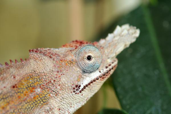 Furcifer minor male