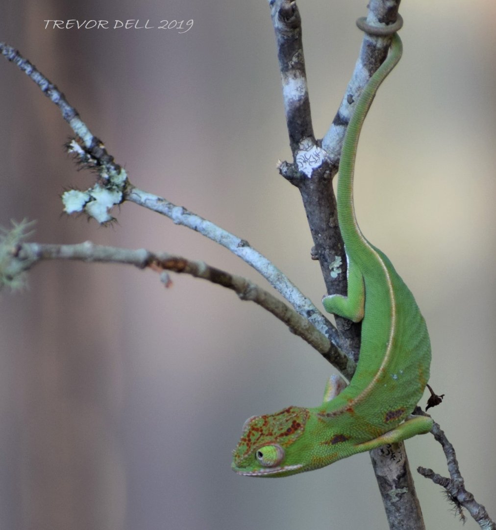 Furcifer minor - subadult hunting