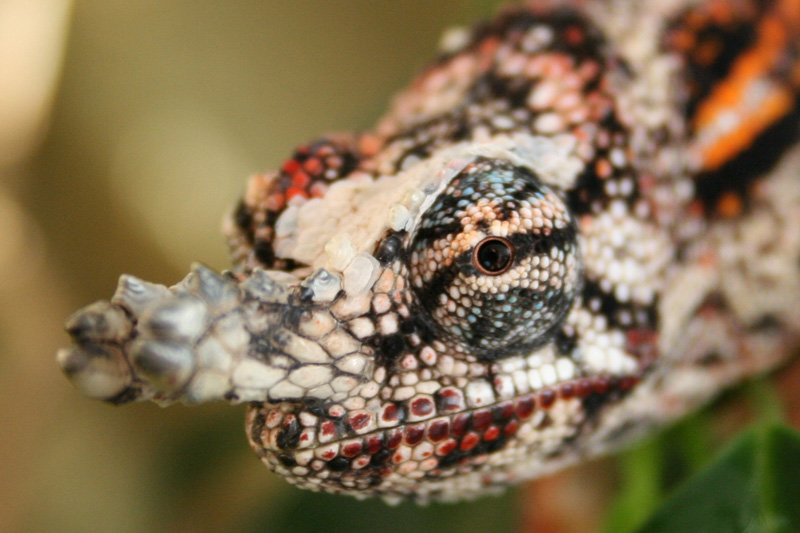 Furcifer minor