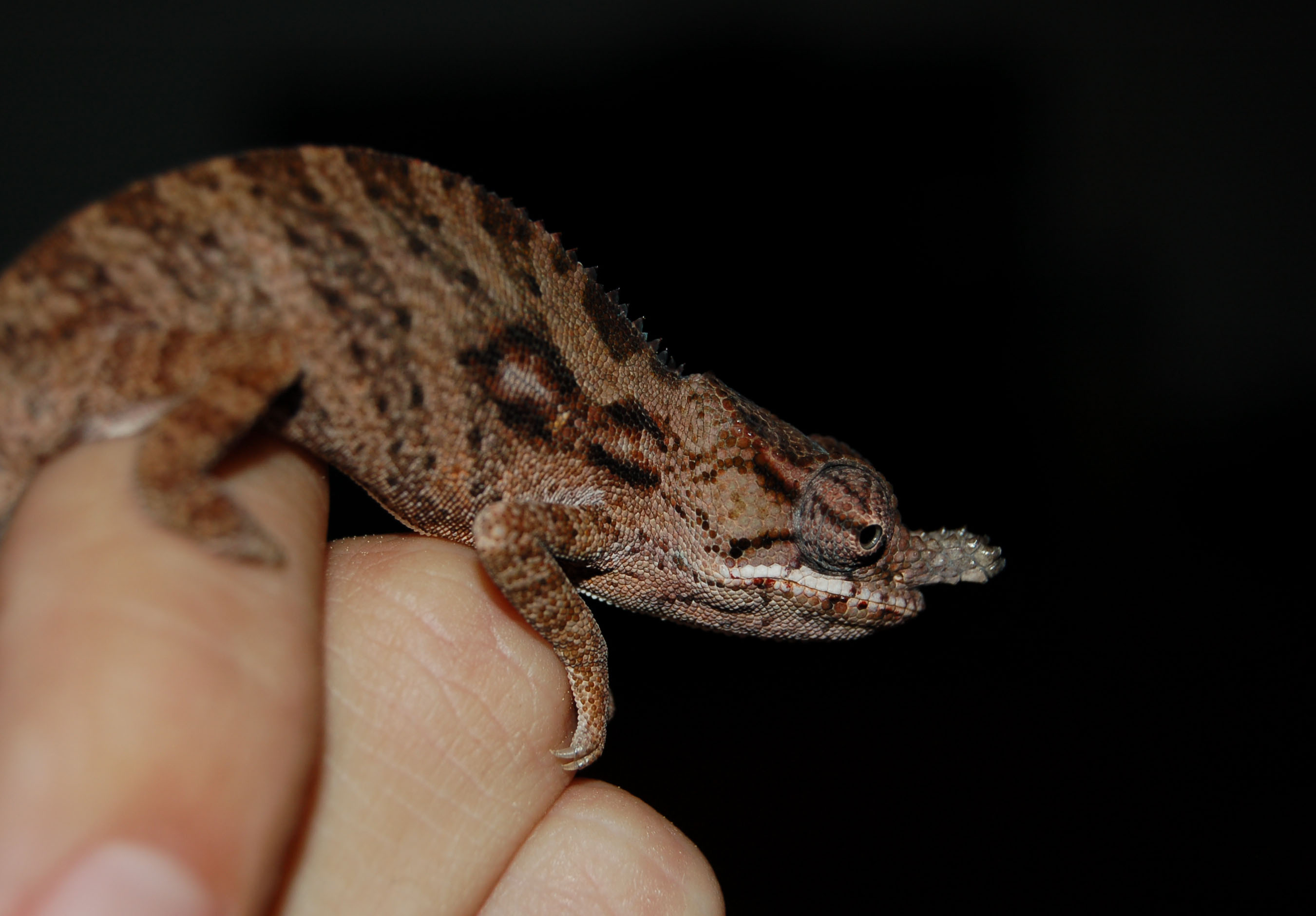 Furcifer Minor