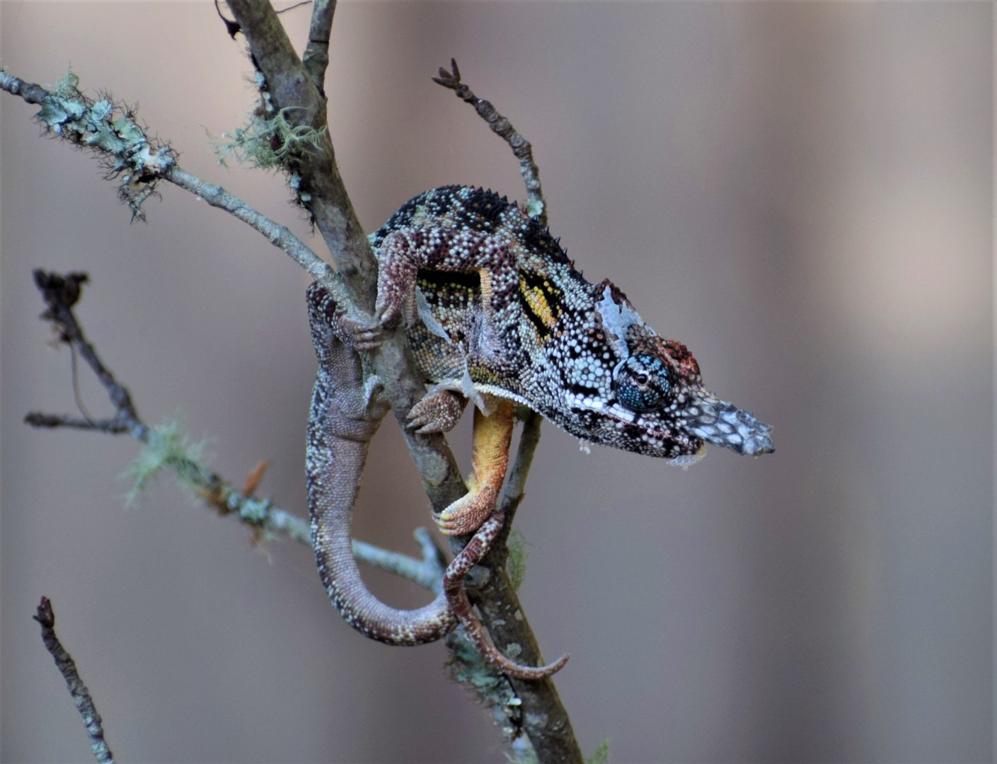 Furcifer minor