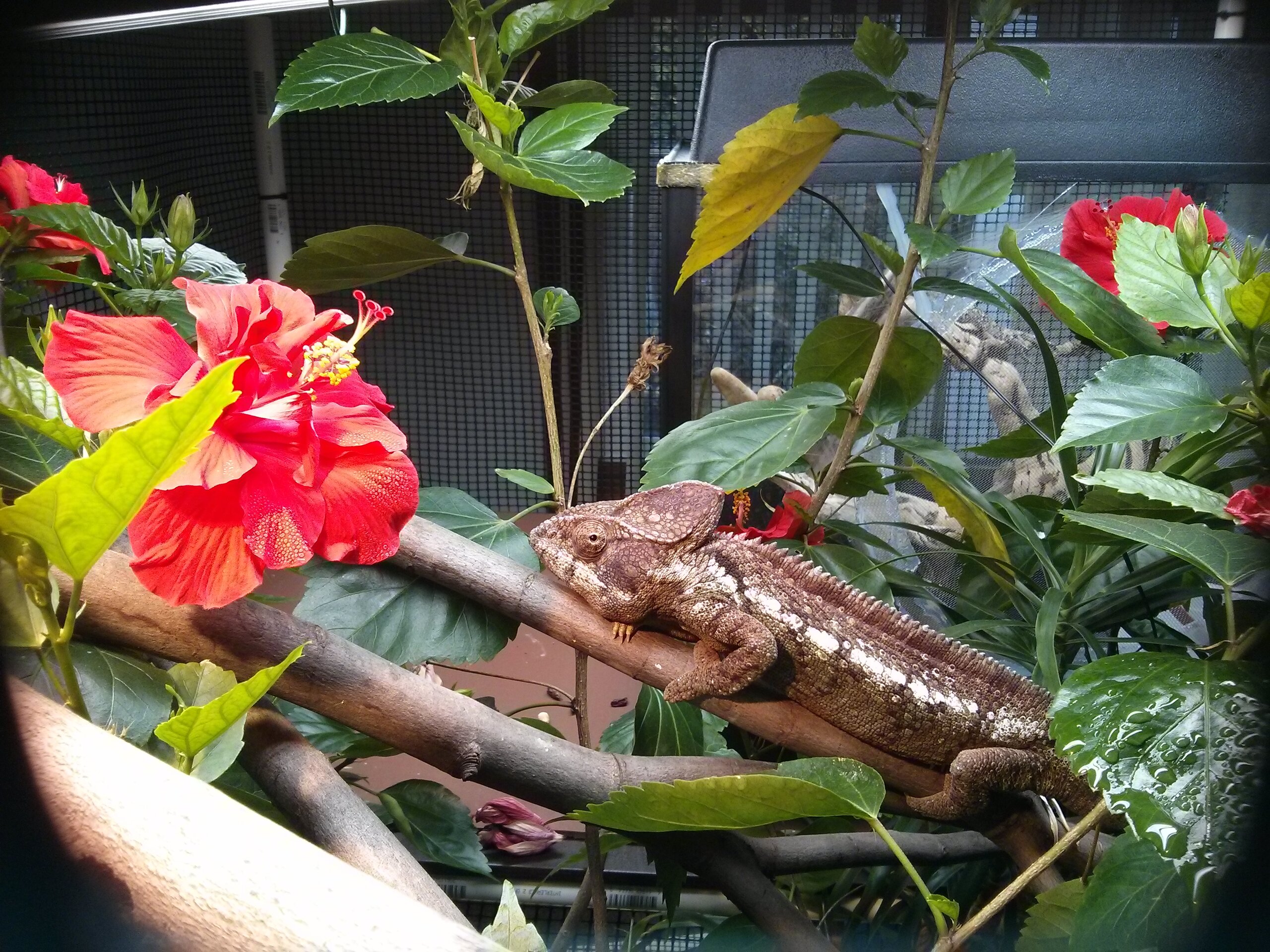 Furcifer oustaleti