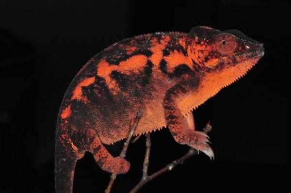 Furcifer pardalis Ambanja F2