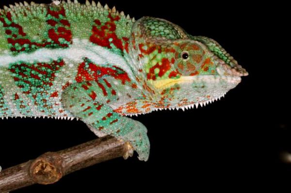 Furcifer pardalis Ambanja M2