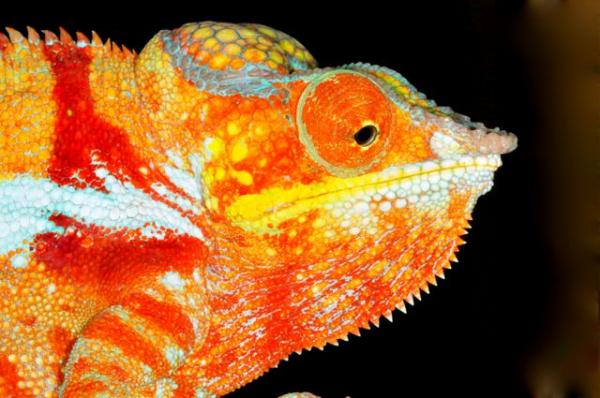 Furcifer pardalis Ambanja M27