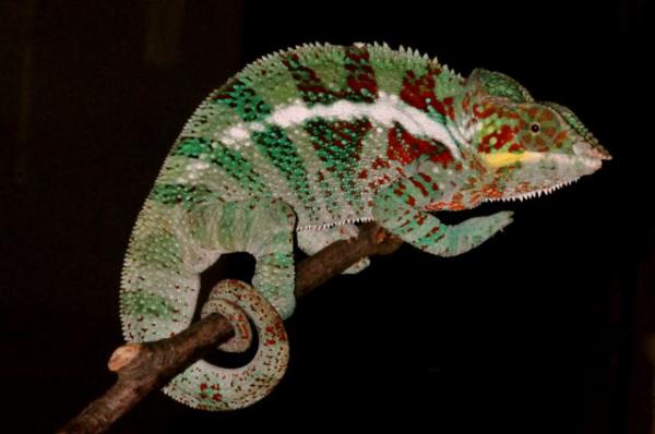 Furcifer pardalis Ambanja M7