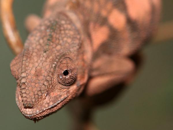 Furcifer pardalis "Ankaramy" female