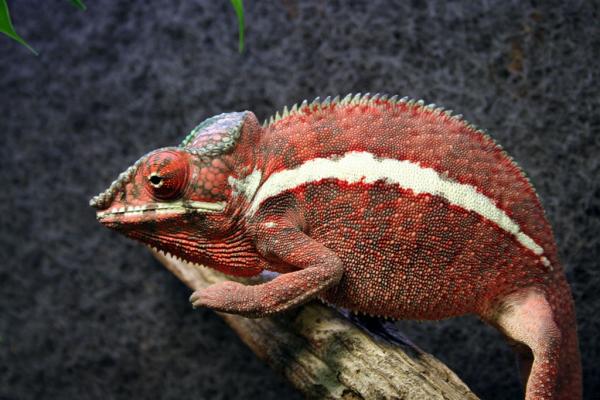 Furcifer pardalis "Ankaramy"  - male