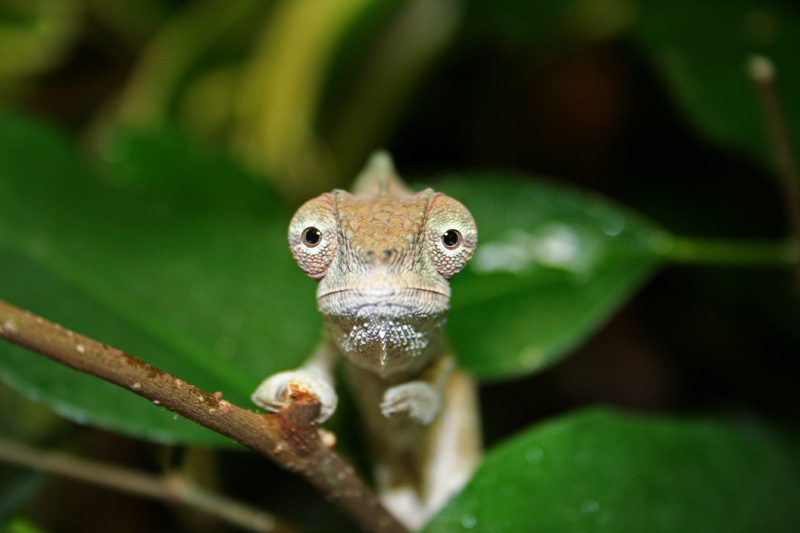 Furcifer pardalis Ankaramy