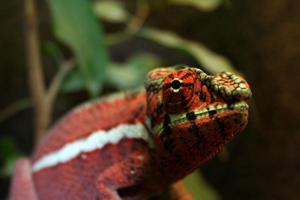 Furcifer pardalis "Ankaramy"