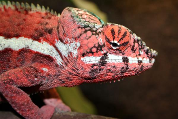 Furcifer pardalis "Ankaramy"