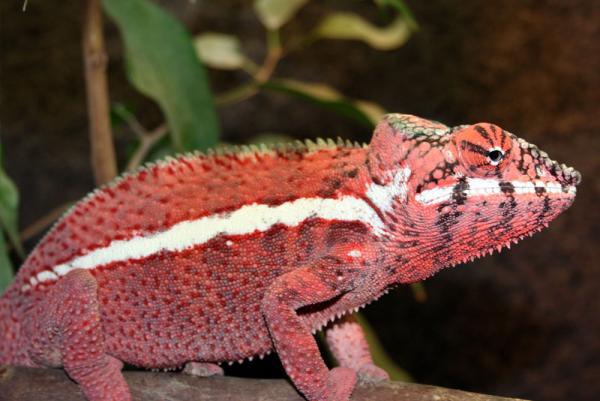 Furcifer pardalis "Ankaramy"