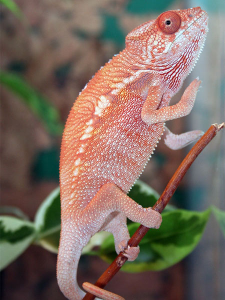 Furcifer pardalis "Sambava" female juvenile