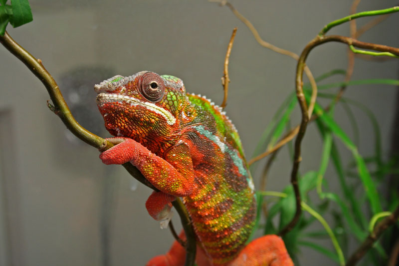 Furcifer pardalis sambava
