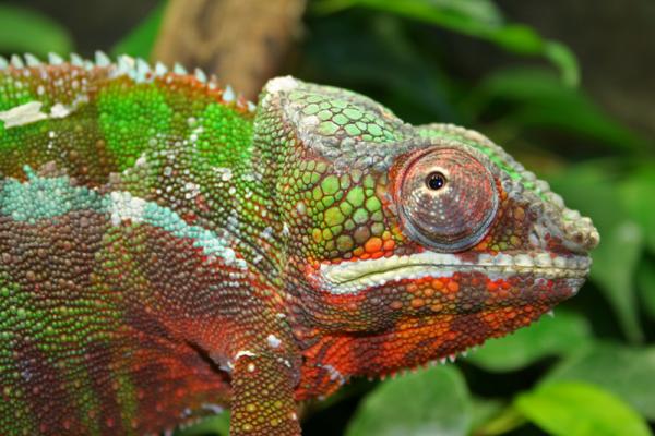 Furcifer pardalis "Sambava"