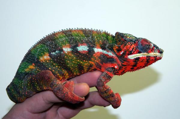 Furcifer pardalis "Sambava"