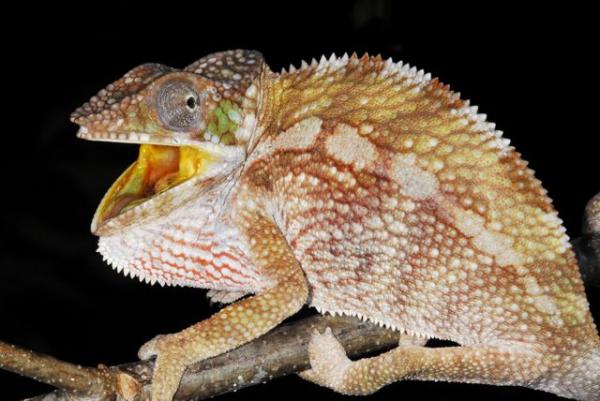 Furcifer pardalis Tamatave
