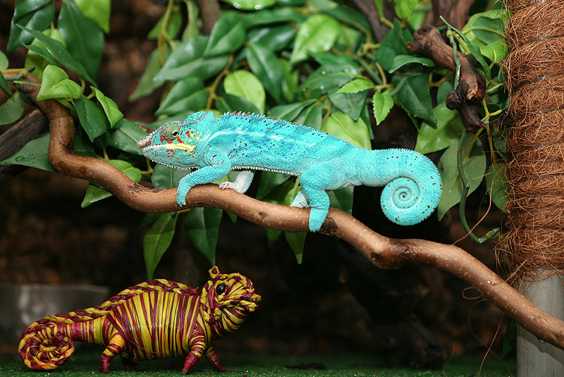 Furcifer Pardalis