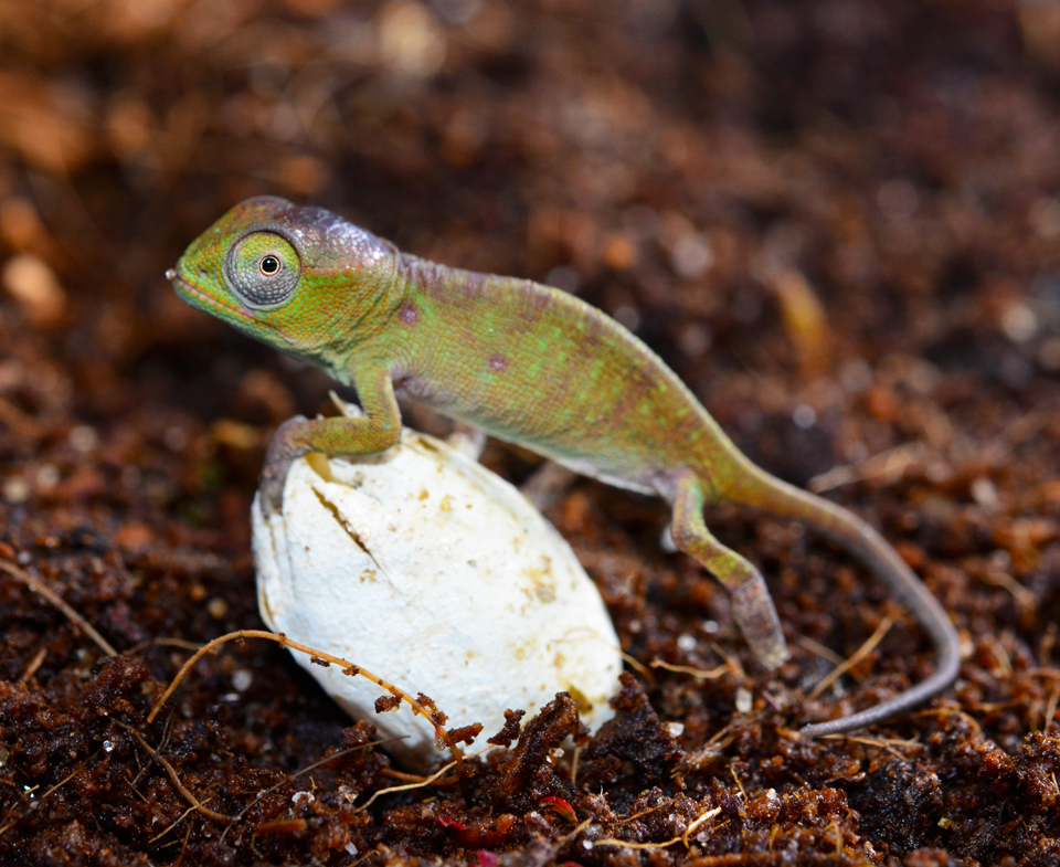 Furcifer Petteri - Hatchling