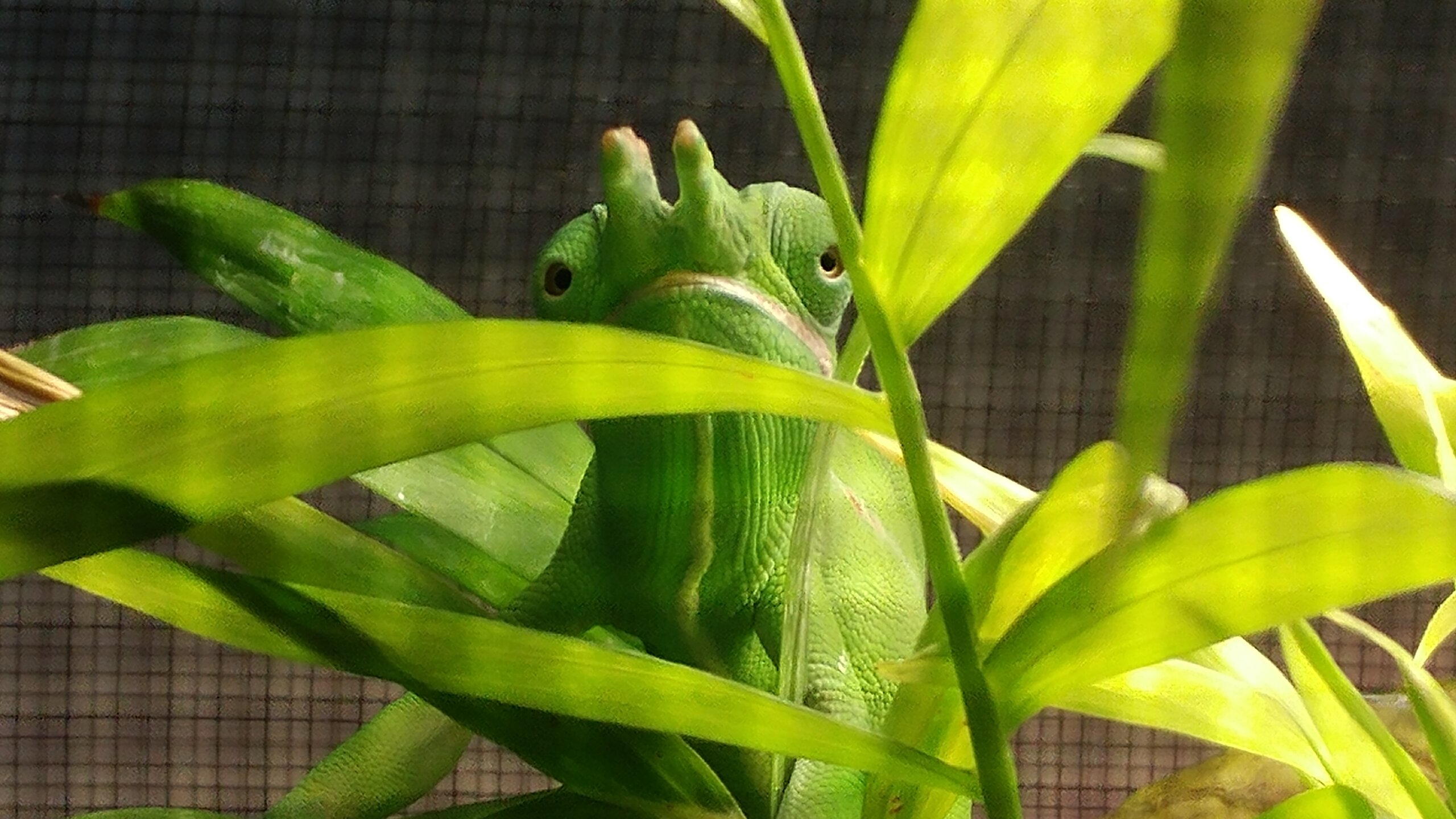 furcifer petteri