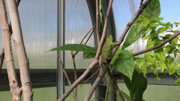 Furcifer willsii Female