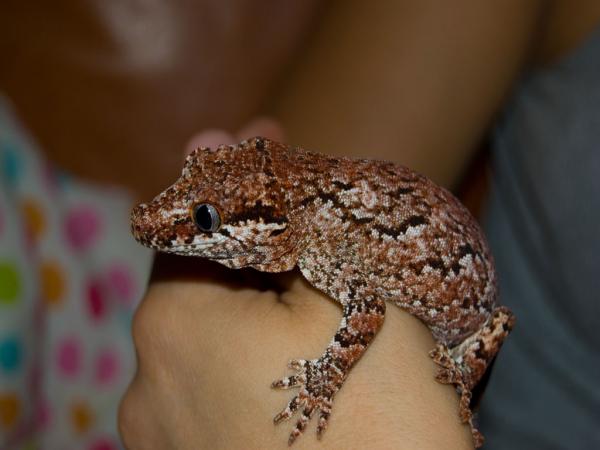 gargoyle retic