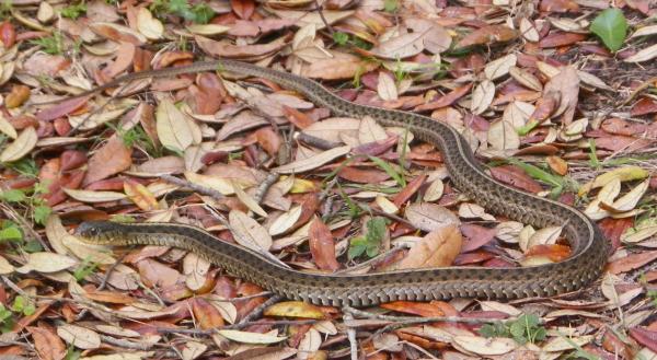 Garter Snake 3 12 12