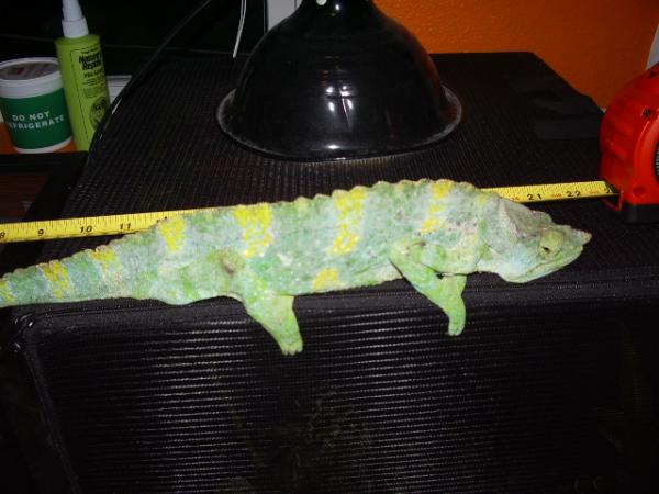 Gator my new mellers