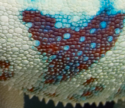 genesis all american colors