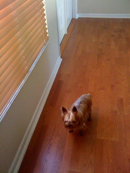Geo, Yorkie
