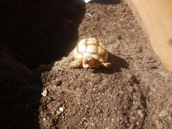Geochelone chilensis