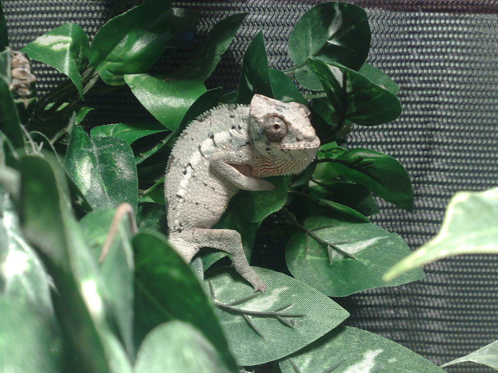 George At About 4 Months